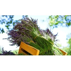 Aromatherapy- Using Essential Oils For Natural Living (5 CE)