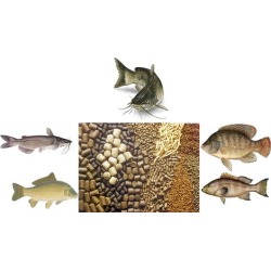 how to make Balance Fish Food