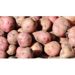 Growing Potatoes in your backyard garden