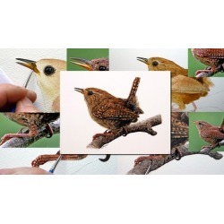 Watercolour Bird Painting - How To Paint a Realistic Wren