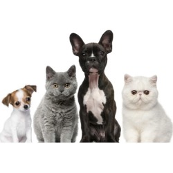 Animal Reiki Practitioner Certification