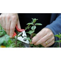 Propagation of ornamental plants