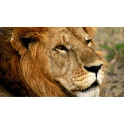 Living Courage #2 - How to Master Emotional Intelligence