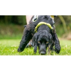 Fun Nose work Games for Pet Dogs