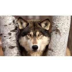 10 Steps to Dramatic Nature Photography
