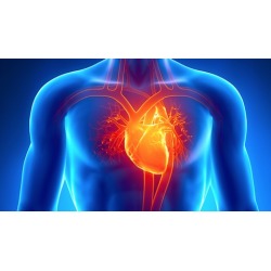 Cardiac Anatomy & Physiology