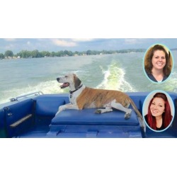Dog Care Owner Training For A Happy, Healthy Dog & Puppy