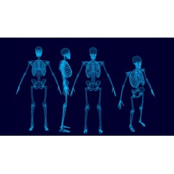 Human Skeletal system Part 1- The upper Limb