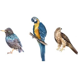 Learn how to draw Painting birds Parrots - Step By Step