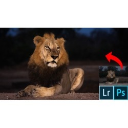 Advanced Lightroom & Photoshop CC for Wildlife Photography