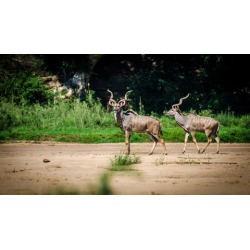 Wildlife Photography Lightroom CC Basic Photo Editing