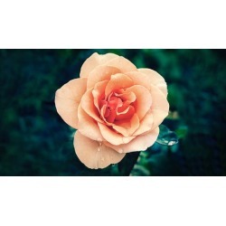 The Ultimate Masterclass For Creative Flower Photography