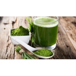 Wheatgrass: How to Grow and Juice A Superfood in 7 Days