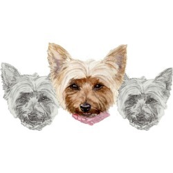 How to draw and paint in FREE watercolors this Yorkie puppy.