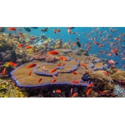 Complete Underwater Photography Guide for Beginners - 2018