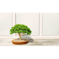 Dialectical Behavioral Therapy (DBT): Mindfulness
