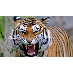 Anger Management Exercises (Acupressure)