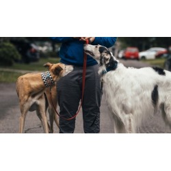 Attention Games for Dogs: In the Streets