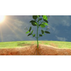 Plant Physiology