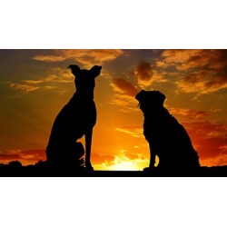 Natural & Holistic Pet Care (Dog, Cat Health Training - P2)