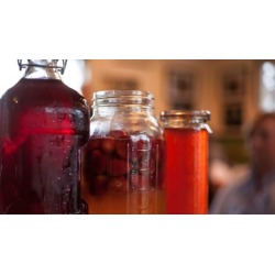 Kombucha Basics