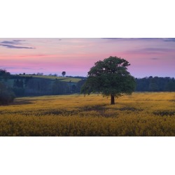 Adobe Bridge and Camera Raw In Depth
