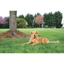 Petsafe YardMax Cordless In-Ground Fence