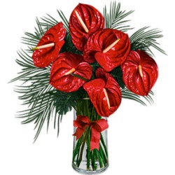 Anthurium Adventure