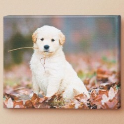 Playtime in Fall Canvas Print