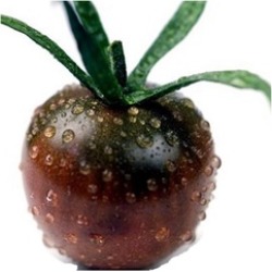 Cherry Fruit Tomato Vegetable Seed