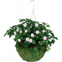 Gardman Usa 14in. Sphagnum Moss Hanging Basket