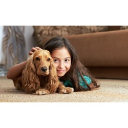 $45 for $99 Worth of Rug and Carpet Cleaning - ASAP Carpets & More