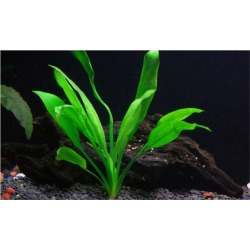 3 Bunch Amazon Sword Echinodorus Bleheri Beginner Live Aquarium Plants