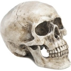 Skull Head Shape Home Decor