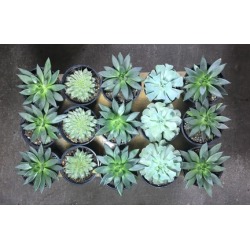 $20 for $30 Worth of Garden Supplies, Plants, and Merchandise at Christy Webber Farm & Garden