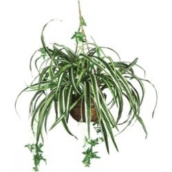 Spider Hanging Basket Basket Decorative Silk Plant