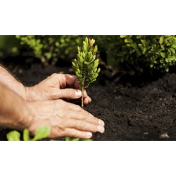 $25 Off $50 Worth of Planting / Tree / Nursery