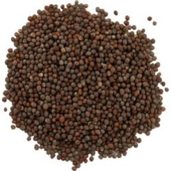 Frontier Bulk Mustard Seed Brown Whole CERTIFIED ORGANIC 1 lb. package