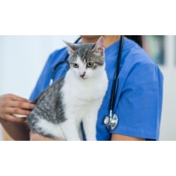 One Annual Dog or Cat Rabies Vaccine for One Owner with One or Two Pets at WellHaven Pet Health (Up to 54% Off)