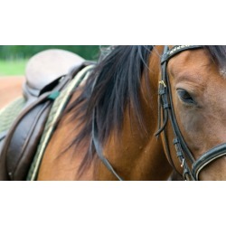 One or Three Private Horseback Riding Lessons at Spring Valley Equestrian Center (Up to 39% Off)