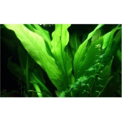 Amazon Sword Plant Bunch Echinodorus Bleheri Live Aquarium Plants