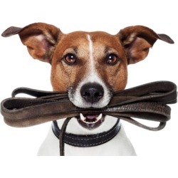 $8 for $15 Dog Walking Services - Pawz-itive Energy