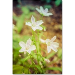 PIPA Fine Art 'Tranquil Carolina Spring Beauty' Canvas Art