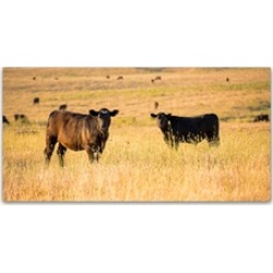 Lance Kuehne 'Out Standing in their Field' Canvas Art