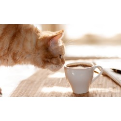 Two-Hour Admission with Add-Ons for One, Two, or Four at Kzoo Cat Cafe (Up to 46% Off). Six Options Available.