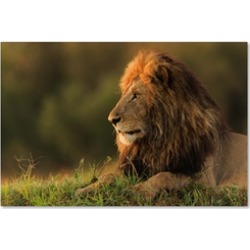 Massimo Mei 'Male Lion Watching Sunrise In Masai Mara' Canvas Art