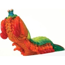Decorative Mantis Shrimp
