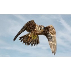 General Admission for Two, Four, or Six to Audubon Center For Birds of Prey (Up to 38% Off)