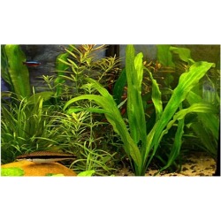 Ruffled Amazon Sword Echinodorus Martii Pot Live Aquarium Plants