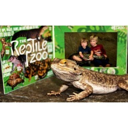 General Admission for Two or Four and Photos with a Snake at The Reptile Zoo (Up to 50% Off)